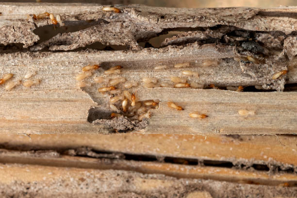 Best Wildlife Control Services  in Oxnard, CA